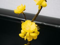 -金陵暴走小龙虾·迷踪蟹(凯德MALL店)