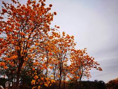 -天适樱花悠乐园