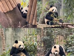 -成都大熊猫繁育研究基地