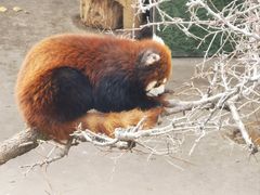 -青藏高原野生动物园