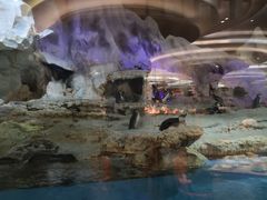 -帝企鹅自助餐厅•儿童岛•真企鹅(长隆企鹅酒店)