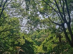 -上海佘山国家森林公园天马山园