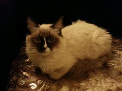 android_upload_pic-猫色咖啡·猫咖