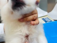 -芭比堂宠物医院·全科爱猫医院·仁德分院