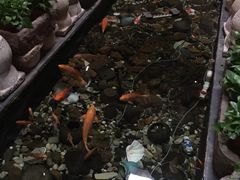 -有梦特色餐厅(古子城店)