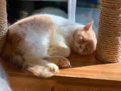 -more than meow吴止猫主题餐厅(承德 中船汇店)