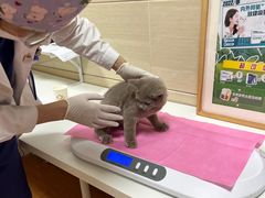-北京观赏动物医院·24小时大型综合·猫专科·异宠专科