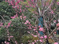-上海虹桥迎宾馆