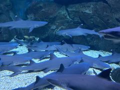 -烟台海昌鲸鲨海洋公园