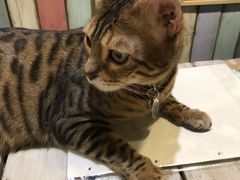 -小时光咖啡馆(开森度假森林店)