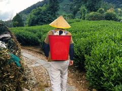 -龙坞茶村