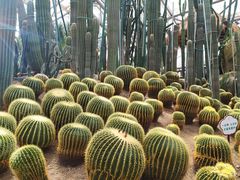 -南山植物园