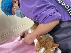 -北京观赏动物医院·24小时大型综合·猫专科·异宠专科