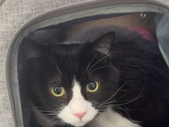 -纳吉亚猫专科动物医院·北北分院