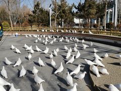 -南宫五洲植物乐园