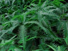 -杭州半山国家森林公园