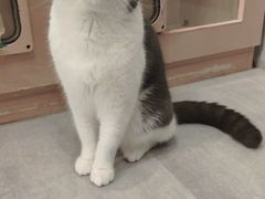 -猫儿山۰猫主题餐厅