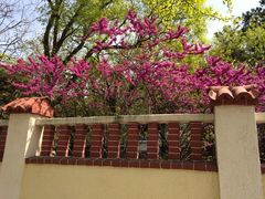 iphone_upload_pic-八大关景区