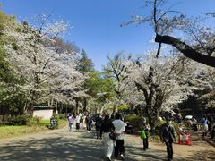 -井之头恩赐公园