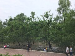 -宝安西湾红树林湿地公园