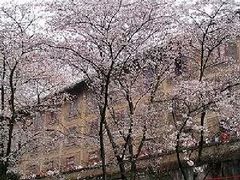 -武汉大学-樱园