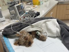 -谐和贝康宠物医院24小时·宠保定点(急重症转诊中心)