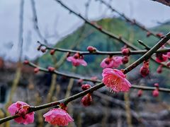 -林坑古村落