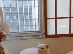 -Let's go狗咖·猫咖·奶狗·桌游(春熙路IFS店)