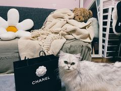 -CHANEL(恒隆广场店)