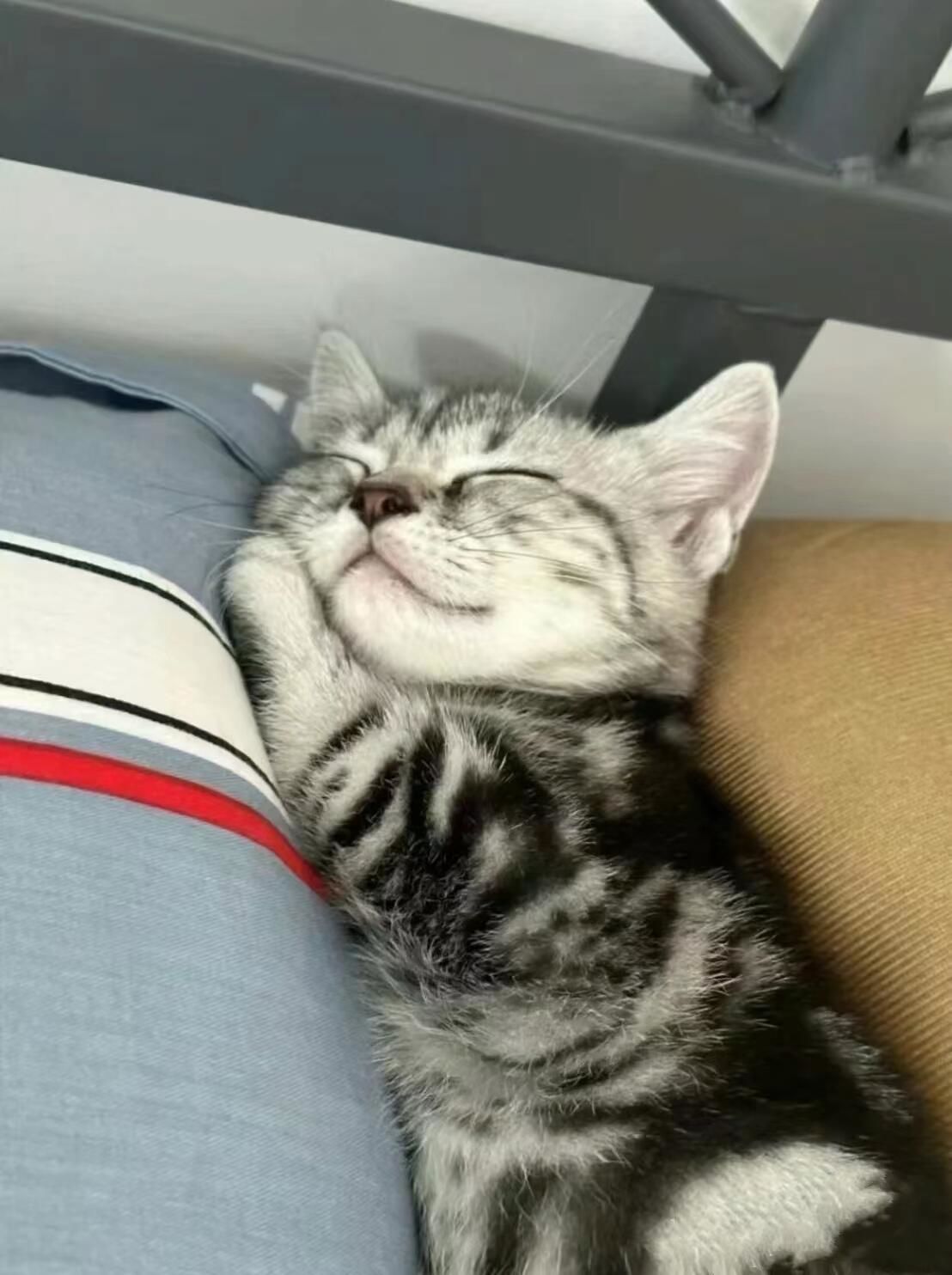 一人一张小猫睡觉的照片!