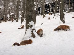 -宫城藏王狐狸村