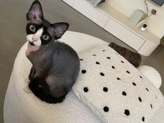 -山宅一喵德文卷毛猫舍