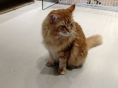 -藏猫猫咖啡主题馆(中央大道店)