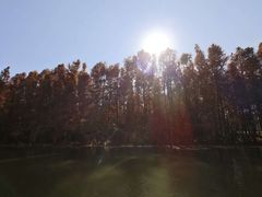 -上海海湾国家森林公园