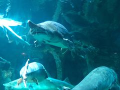 -华夏文旅海洋公园