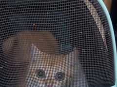 -美联众合动物医院·24h京西诊疗中心