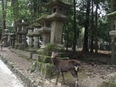 -奈良公园