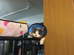 -安安宠医宠物医院·异宠·犬猫内科(岳阳分院)