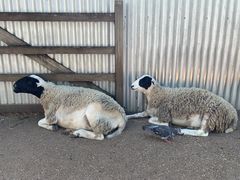 -费瑟代尔野生动物园