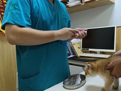 -瑞派长江宠物医院·猫科·外科·24小时夜护(谊城公寓分院)