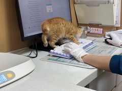 -瑞派康怡24h宠物医院·犬猫医疗中心·微创绝育(瑞景分院)