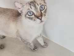 -共舞时光猫咖·狗咖(新街口店)