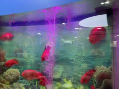 -雅悦齿科(顾村公园店)
