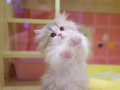 -momokira米努特·德文卷毛猫·棉花面纱犬