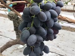 -金谷域澳洲庄园