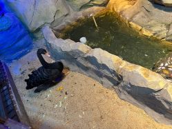 -酷嗒动物文化乐园(cutezoo西溪乐天城店)