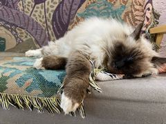 -喵屿·大理花园猫咖