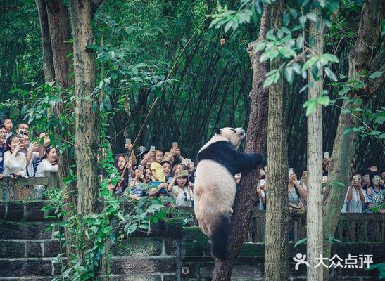 熊猫基地游玩攻略～可爱的大熊猫🐼