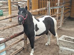 -北京市海淀外国语实验学校