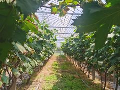 -马陆小张葡萄园农家乐